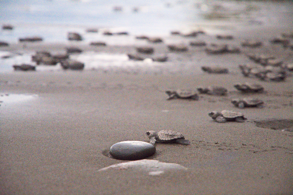 Look at the&nbsp;babies!